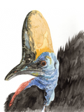 Cassowary Dude