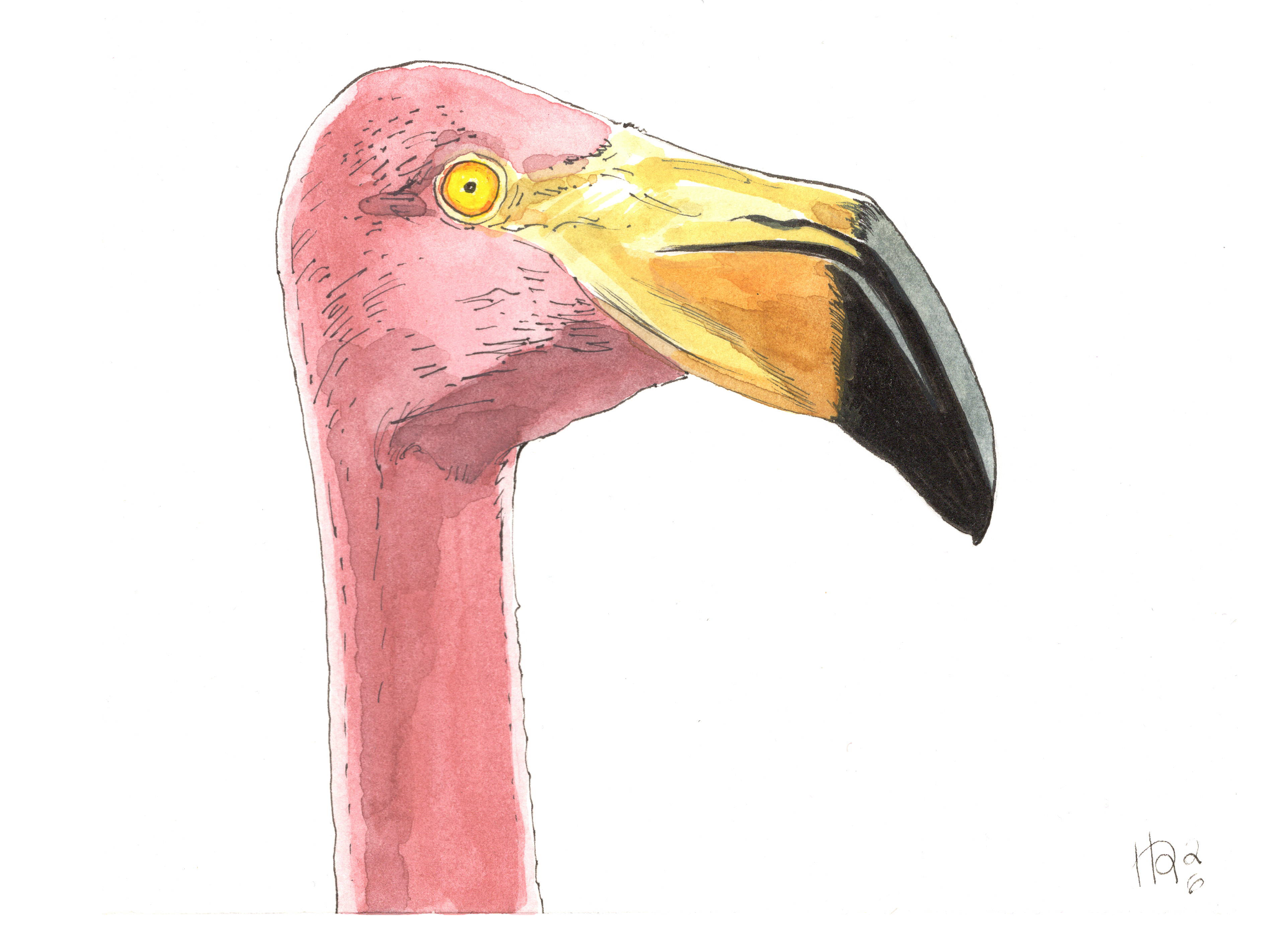 Flamingo Dude