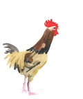 Rooster Dude